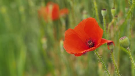 Rote-Mohnblumen-Auf-Der-Wiese