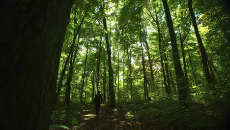 vista panorámica de la mujer caminando por el bosque a un ritmo pausado