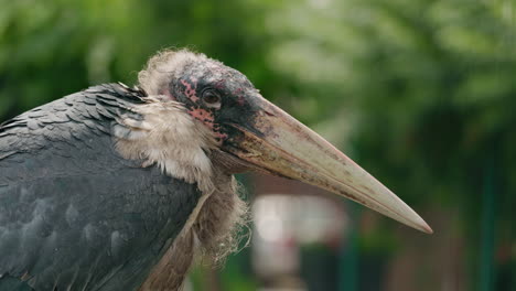 close-up of a marabou stork