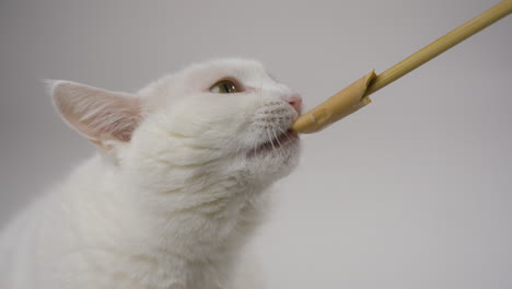 gato mordiendo una golosina en un fondo blanco, todavía medio tiro, tranquilo y enfocado, lengua larga lamia hasta el ángulo superior derecho
