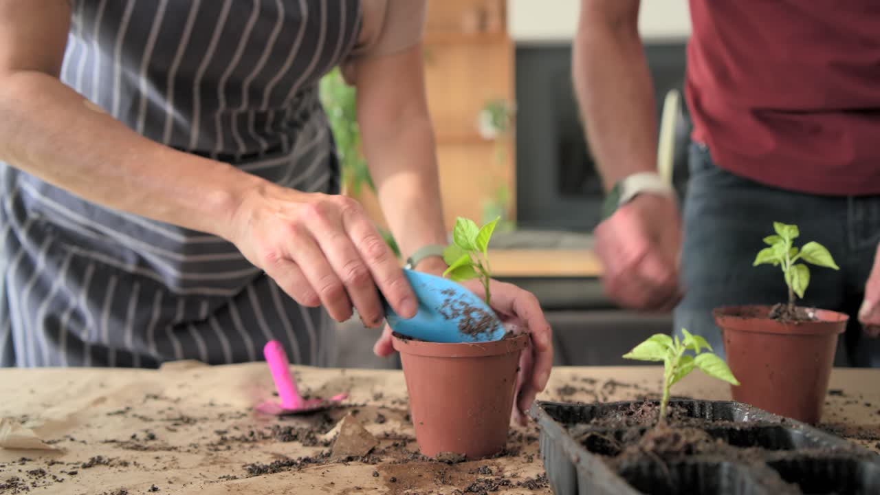 Ett moget par planterar om småplantor från en fröbricka till lerkrukor med planteringsspadar hemma