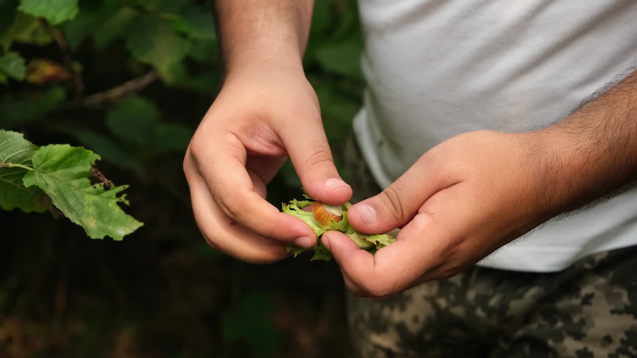 젊은 농부 남자가 헤이즐 나무에서 헤이젤을 뽑고 있습니다.