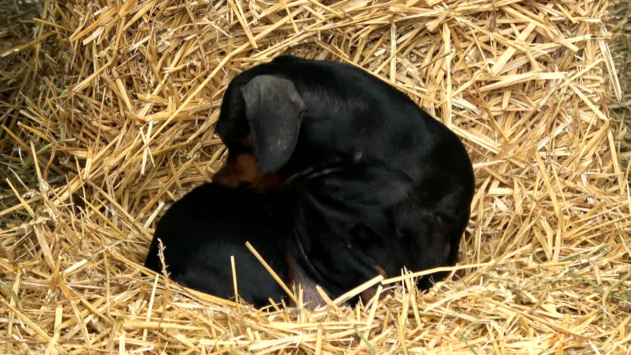 собака, лежащая на сеновой соломе