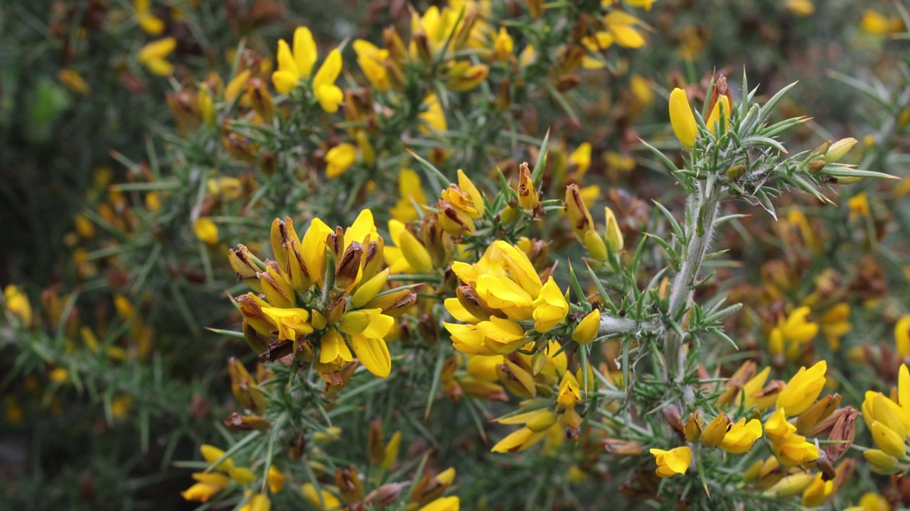 Gorse, Ulex europaeus, in flower in Autumn. UK