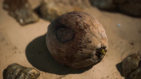 Braune-Kokosnuss-Auf-Dem-Strandsand