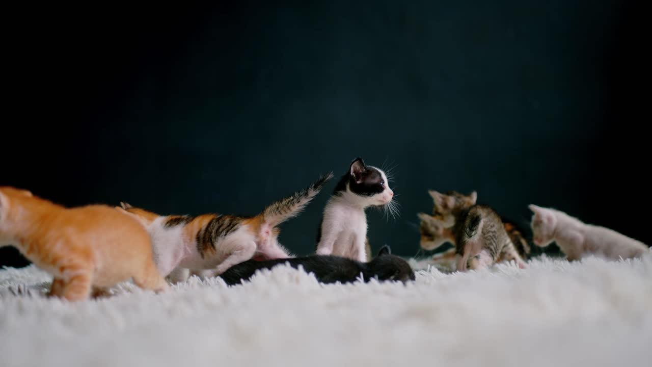 Group of playful kittens