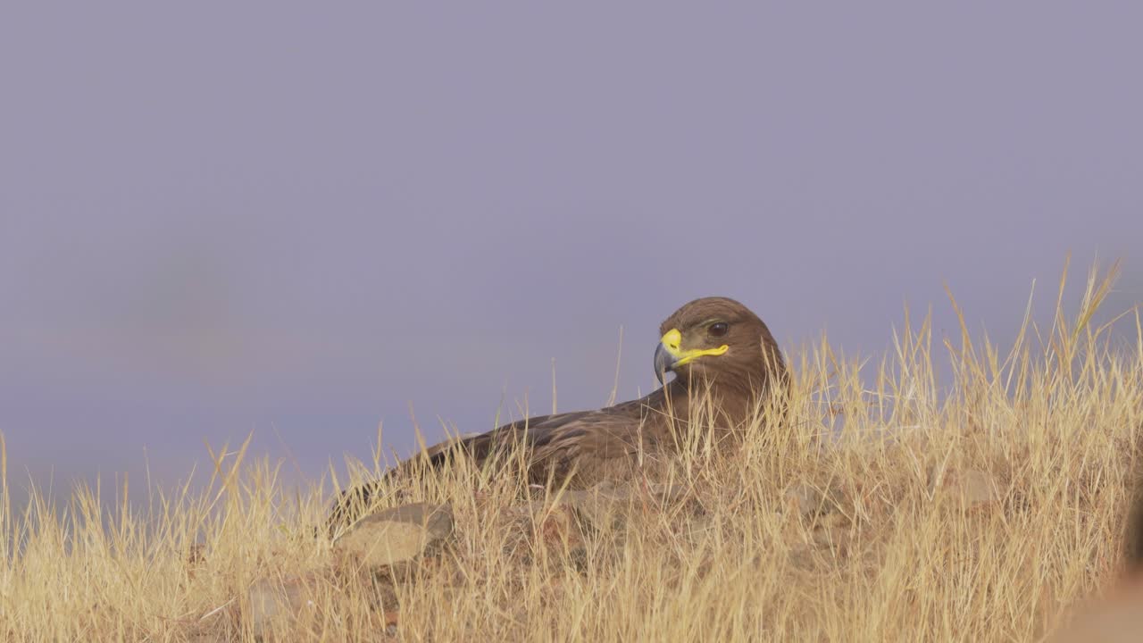 águila esteparia anting en medio del campo durante el día