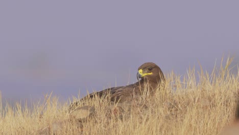 steppe eagle anting in the middle of field at daytime