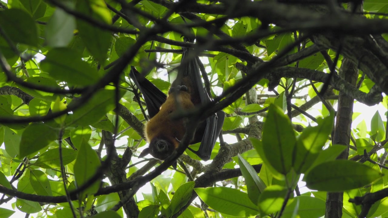 Pipistrello della frutta maschio appeso a testa in giù nella chioma frondosa di un albero dello Sri Lanka, con la sua anatomia riproduttiva naturale visibile, in un contesto di fauna selvatica
