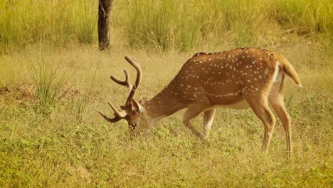 chital o cheetal, también conocido como venado manchado, venado chital y venado de eje, es una especie de venado que es nativa del subcontinente indio. parque nacional de ranthambore sawai madhopur rajasthan india