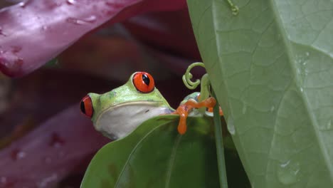 cerca de una rana arborícola de ojos rojos mirando una hoja en la selva