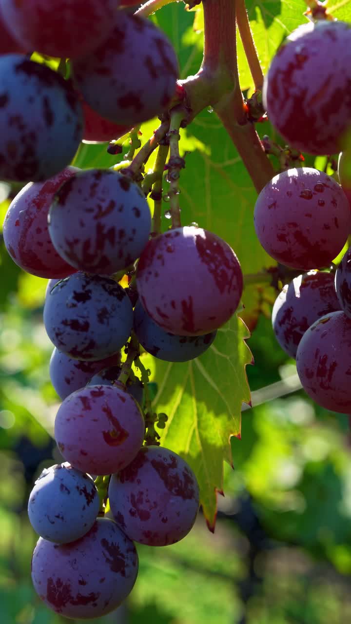 Video ravvicinato di grappoli d'uva matura su una vite, ripreso da un angolo basso
