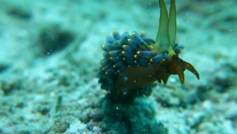 ornate trinchesia yamasui sea snail rears with extended rhinophores