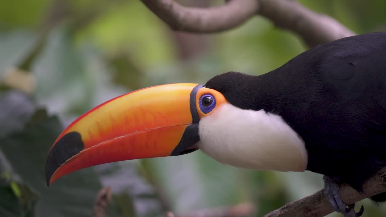Plano fechado manual de um curioso tucano-toco tropical pousado em um galho na natureza, e depois voando para longe