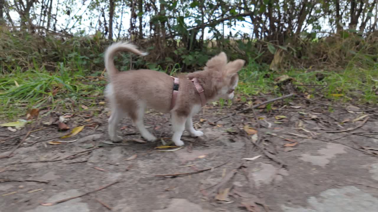 Adorable Chihuahua Puppy Walking on a Path