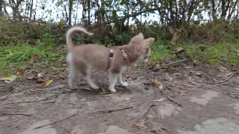 adorable chihuahua puppy walking on a path