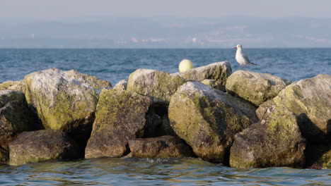 Una-Gaviota-Sentada-Sobre-Una-Roca-En-El-Agua