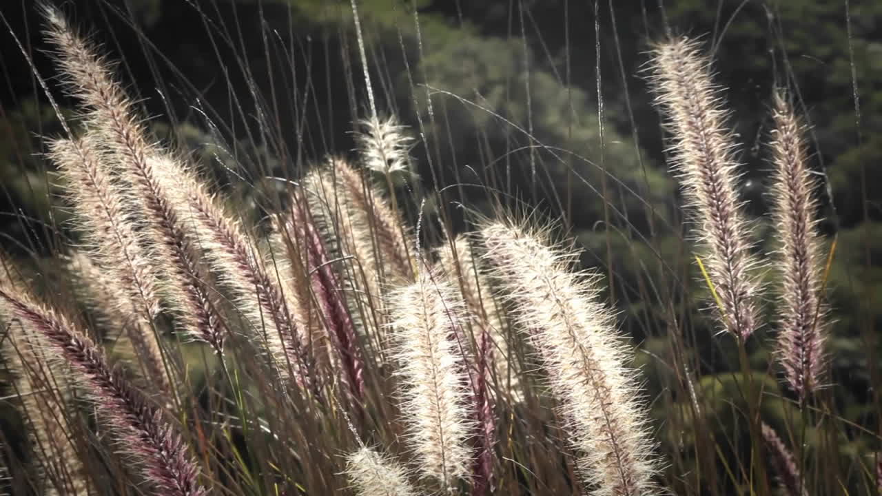 강아지풀이 바람에 흔들린다