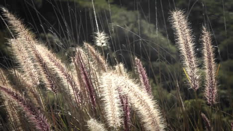 foxtails wave in the breeze