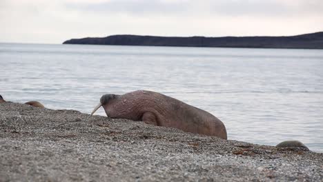 an old walrus is coming out of the water and wobbling towards the colony with great efforts