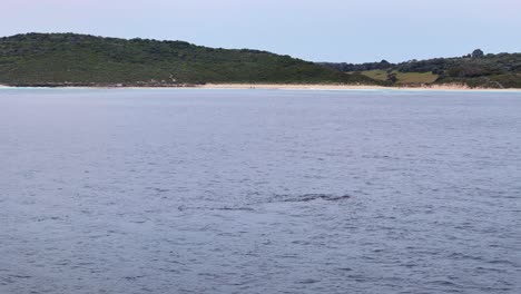 pod of whales breaching in the early hours of the morning close to the coastline