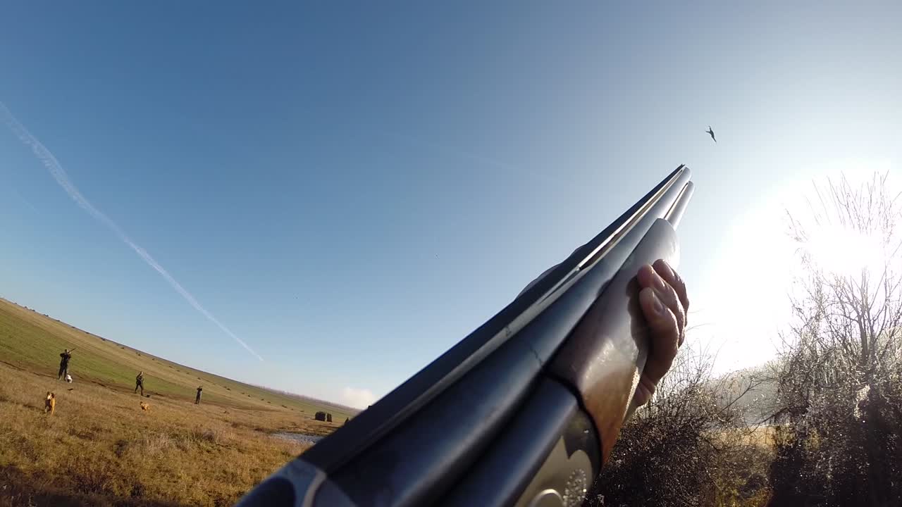 pistola pov de caza de faisanes en un campo