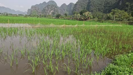 rice paddy field with changing water levels