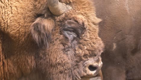 macro shot of wild european bison buffalo playing with tongue during beautiful day in nature