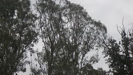 Jede-Menge-Fledermäuse-Hängen-Im-Baum-Während-Des-Tages-Australien-Gippsland-Victoria-Maffra