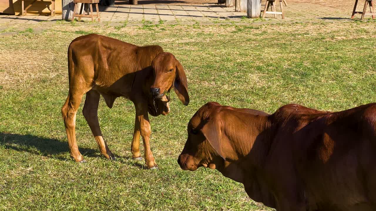 Um bezerro e uma vaca pastando pacificamente juntos