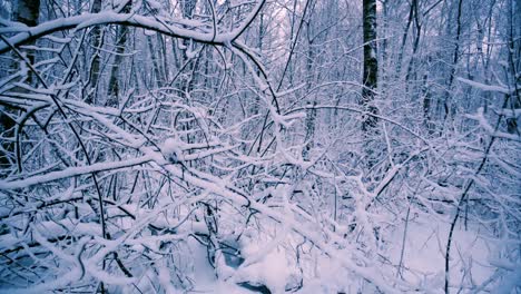 Verschneite-Zweige-Im-Wald.