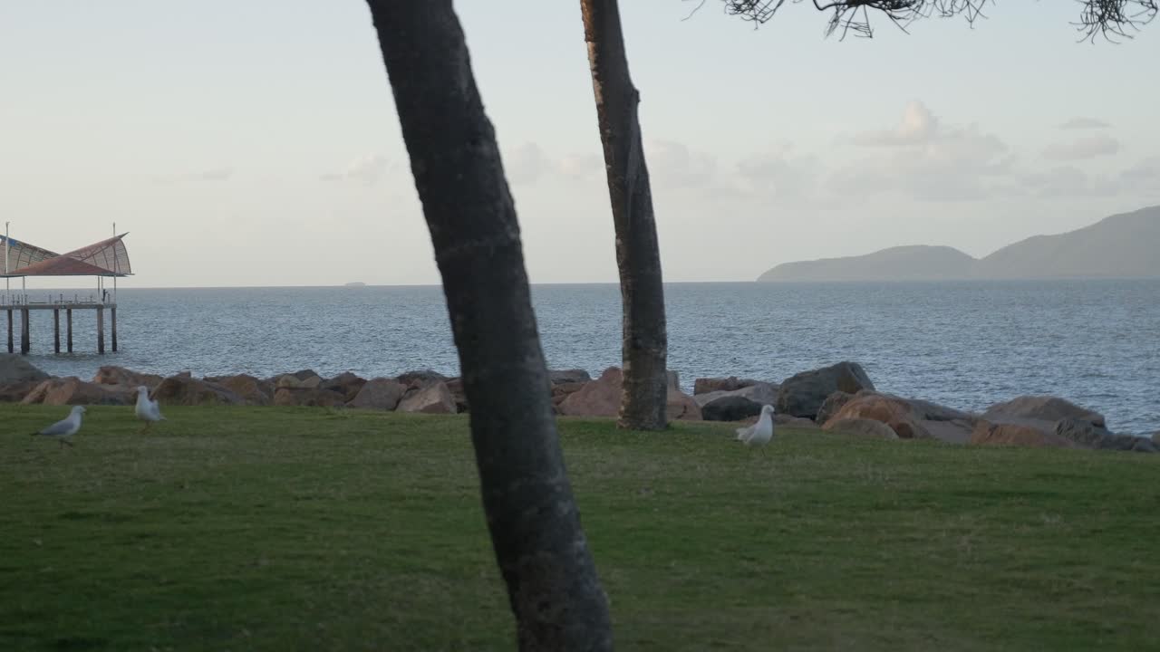 Seagulls following each other on the grass in front of the ocean with a jetty and islands in the background