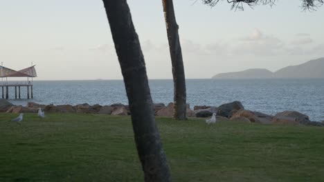 Seagulls-following-each-other-on-the-grass-in-front-of-the-ocean-with-a-jetty-and-islands-in-the-background