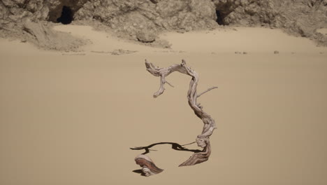 a twisted tree stands in the desert