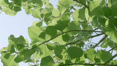 view from below a towering banyan tree, showing its lush green leaves that are gently blown by the breeze