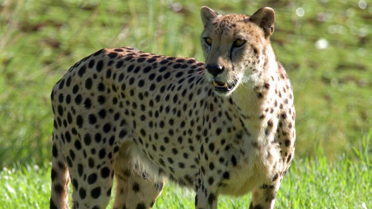A cheetah stands in bright sunlight on green grass, looking around its enclosure in Australia