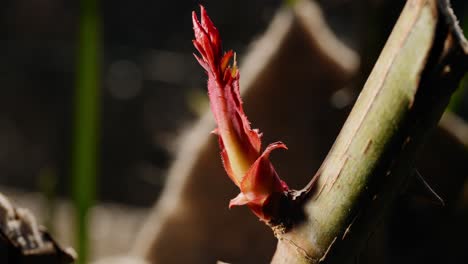 primer plano de lapso de tiempo de una rama de rosa cortada en la parte superior con un brote de hoja roja