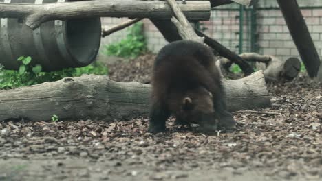 the researcher wolverine trying to find someting eatable after jumping above the log