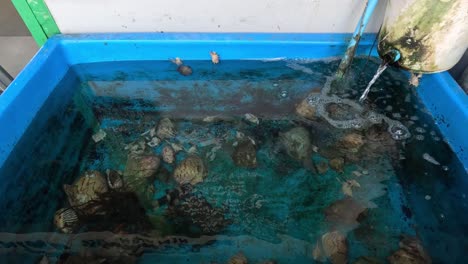 multiple turtles moving in a water-filled enclosure