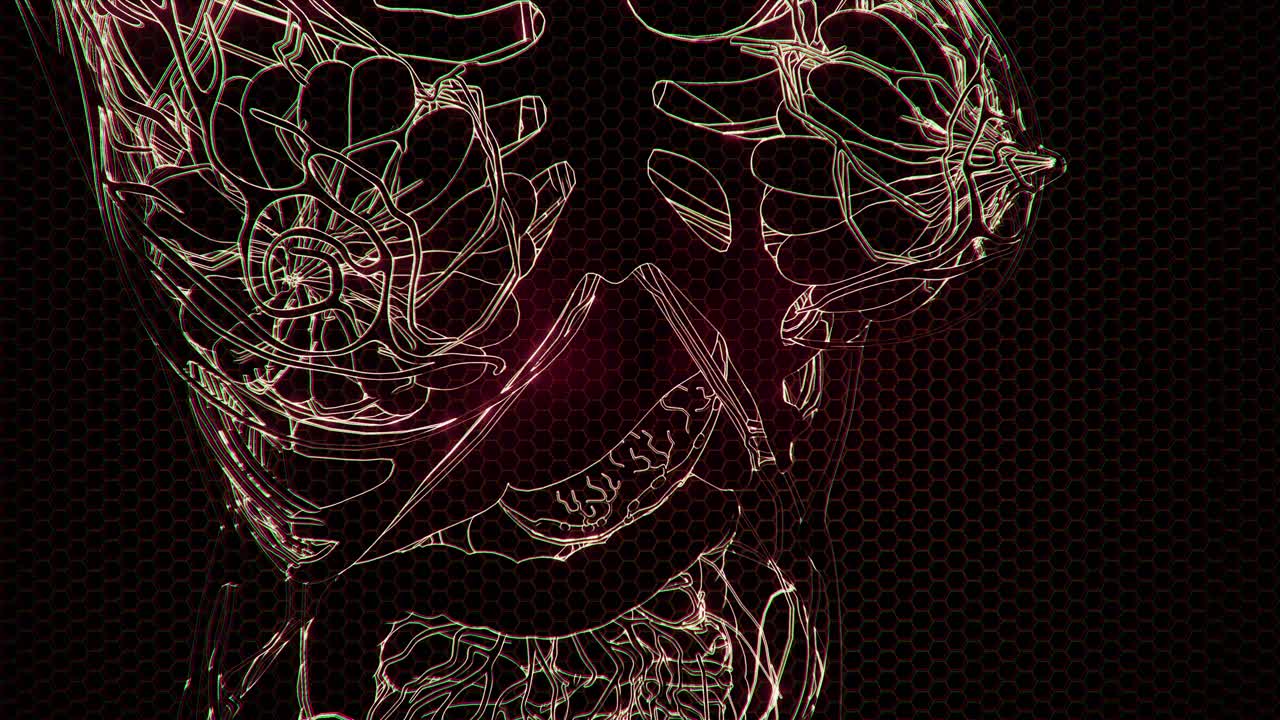 Transparent Human Body with Visible Bones