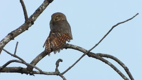 boreal owl pray uhd mp4 4k