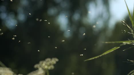 flies in flight over grass