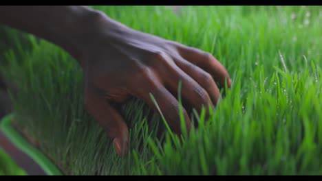 person handling microgreens