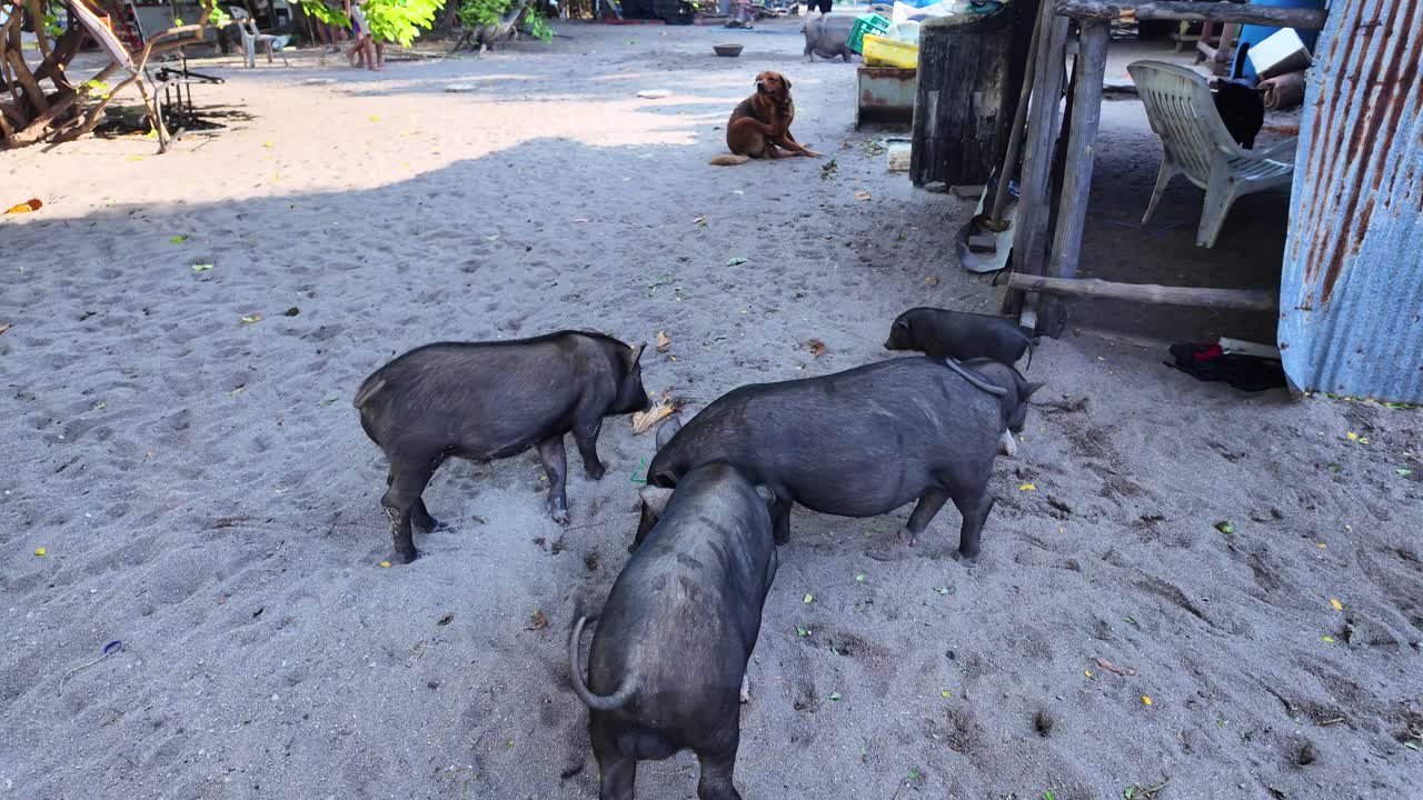 Friendly pigs toursit attraction Koh Mudsum island Thailand near Samui