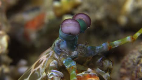 close up shot f the eyes of a mantis shrimp