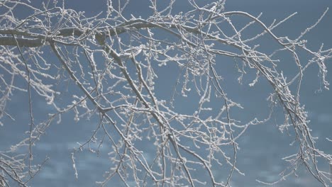 a thin layer of the hoarfrost on the dark slender branches