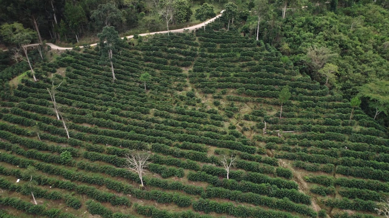 Angled drone shot over dense rows of coffee crops interspersed with tall shade trees in a lush plantation.