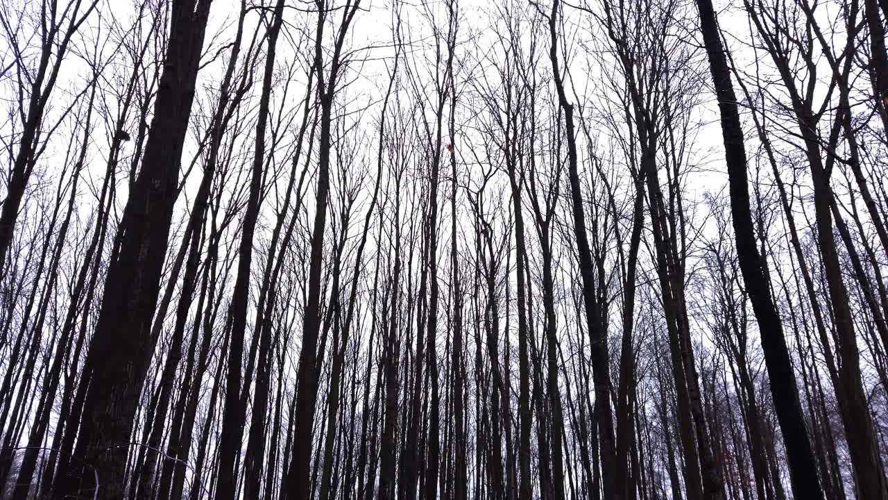 Wide low angle shot panning across rows of tall trees in Preservation Park, Guelph