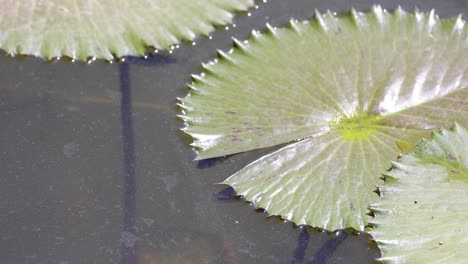 water droplets move across a hydrophobic lotus leaf surface.