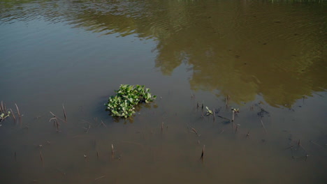 Small-patch-of-vegetation-in-calm,-muddy-water-with-reflections-of-trees